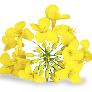 Non-GMO Canola Oil